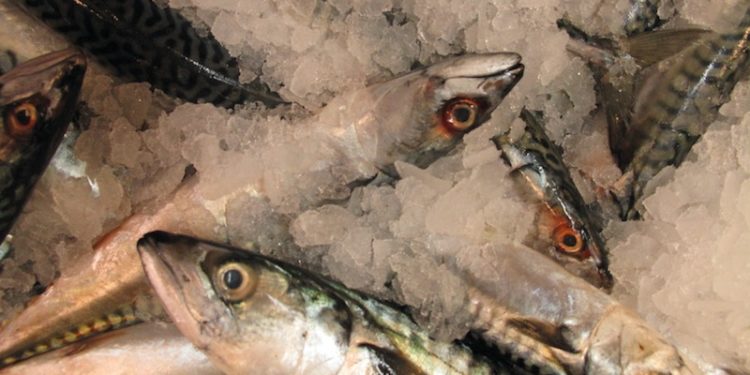 MSC certification for the North East Atlantic mackerel fishery coms to an end on 2nd of March - @ Fiskerforum