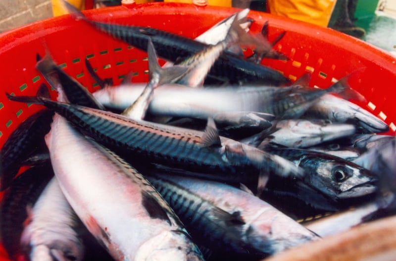 Read more about the article Coastal States strike mackerel agreement