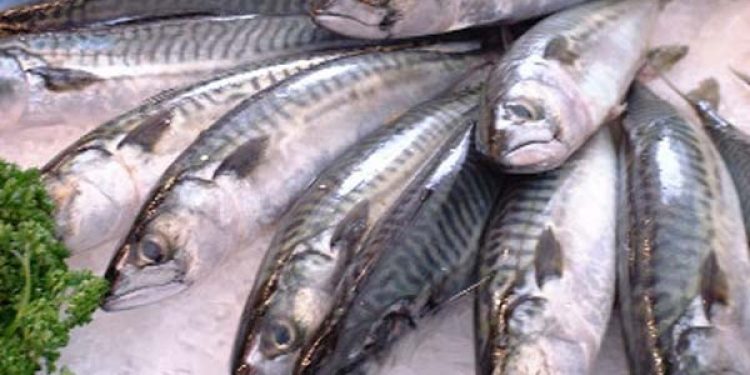 Coastal State consultations on mackerel in the North-East Atlantic in Bergen.  Photo: mackerel - EU Kommission - @ Fiskerforum