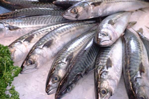 Read more about the article Coastal State consultations on mackerel in the North-East Atlantic in Bergen