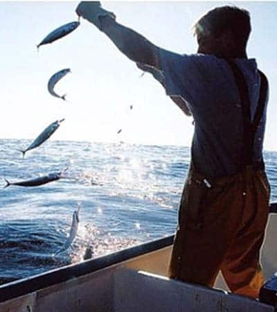 Read more about the article Coastal state consultations on mackerel break down