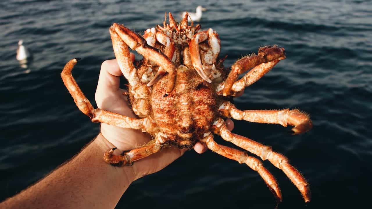Read more about the article Gulf of St Lawrence snow crab quota increased