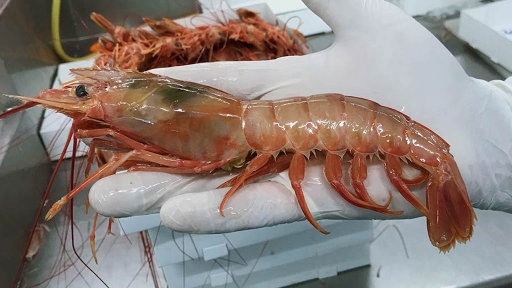 Read more about the article South Atlantic shrimp fishery passes certification milestone