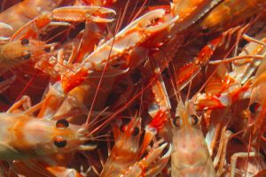A nephrops quota of only 235 tonnes has been recommended for Icelandic waters this year - @ Fiskerforum