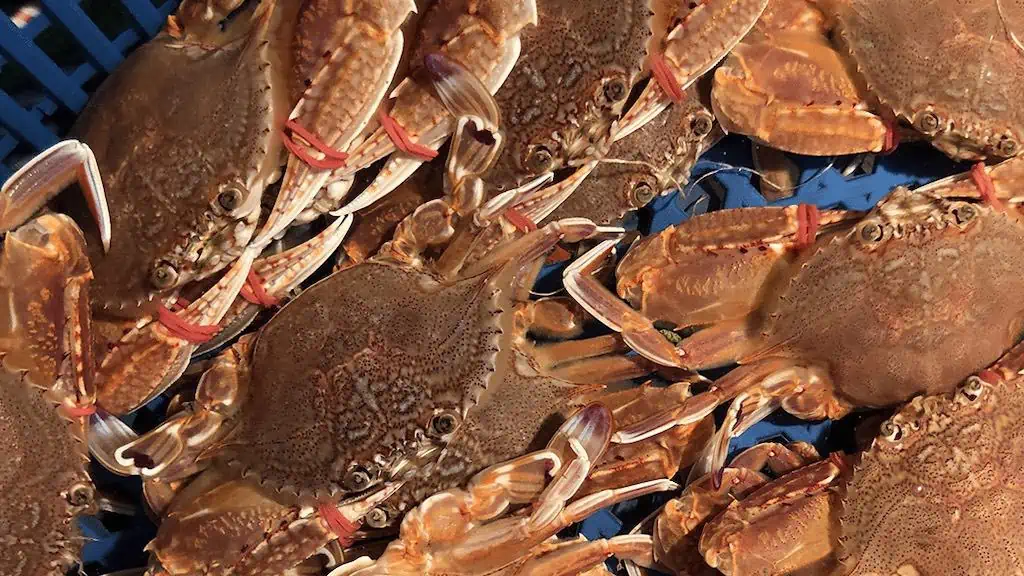 Read more about the article Red crab FIP into fifth year