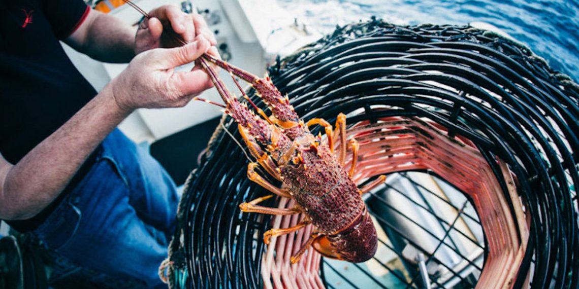 South Australia’s seafood industry looks for new markets