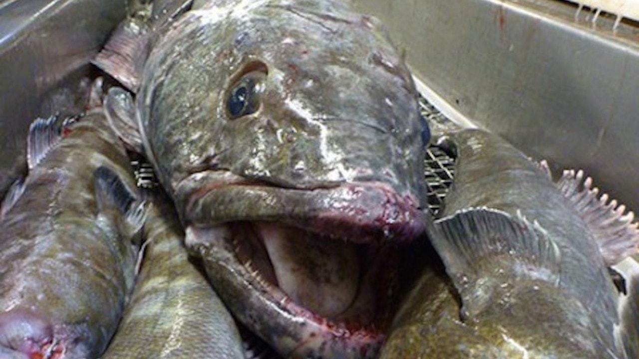 Read more about the article Austral issues toothfish warning