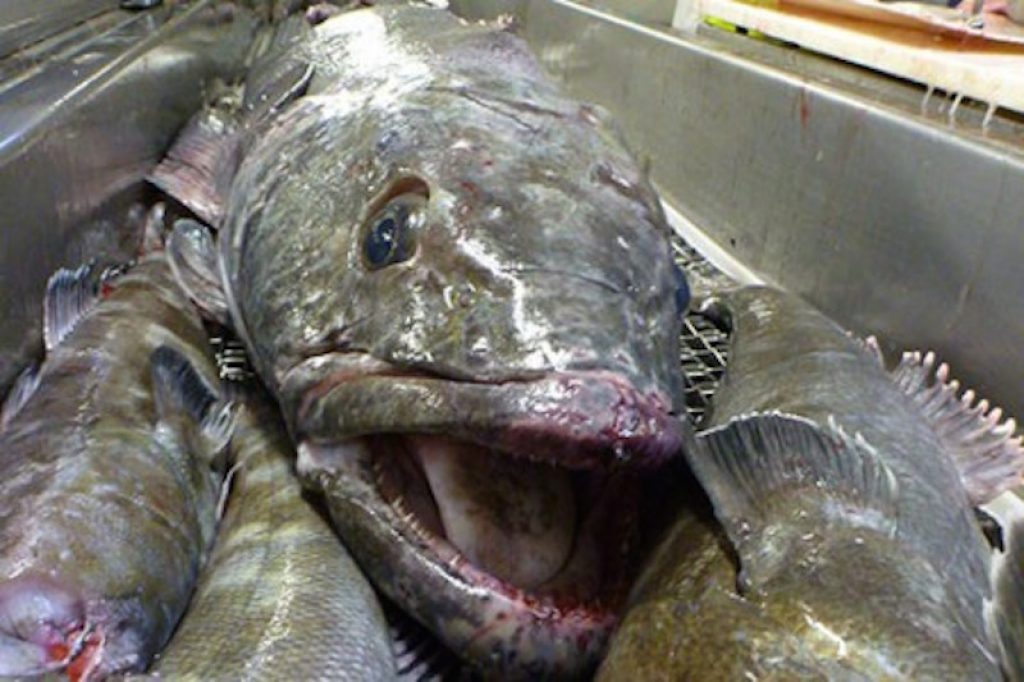 Клыкач фото рыбы с головой