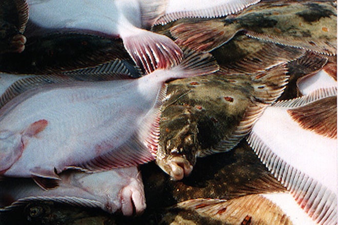 Read more about the article Quota boost for Baltic demersal fisheries