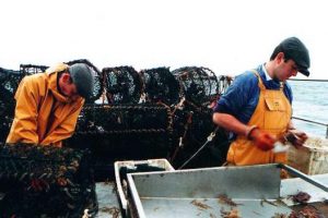Lobster fishing - @ Fiskerforum