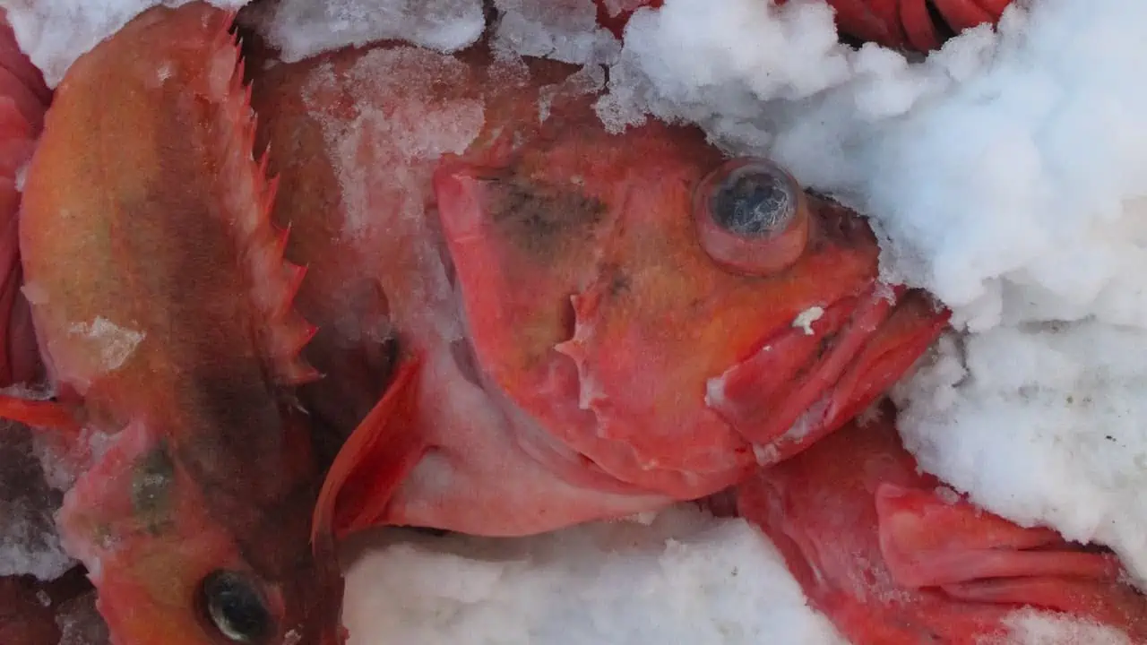 Read more about the article Iceland turns away Russian redfish trawlers