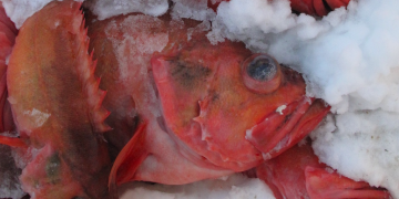 Icelandic institute delivers advice for coming quota year