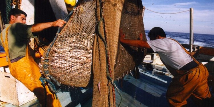 Europêche has welcomed the new multiannual management plan for demersal fisheries in the Western Mediterranean - @ Fiskerforum
