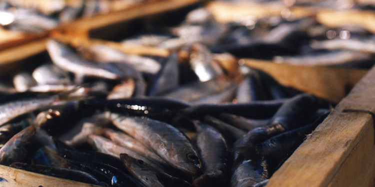 Mediterranean sardines - @ Fiskerforum