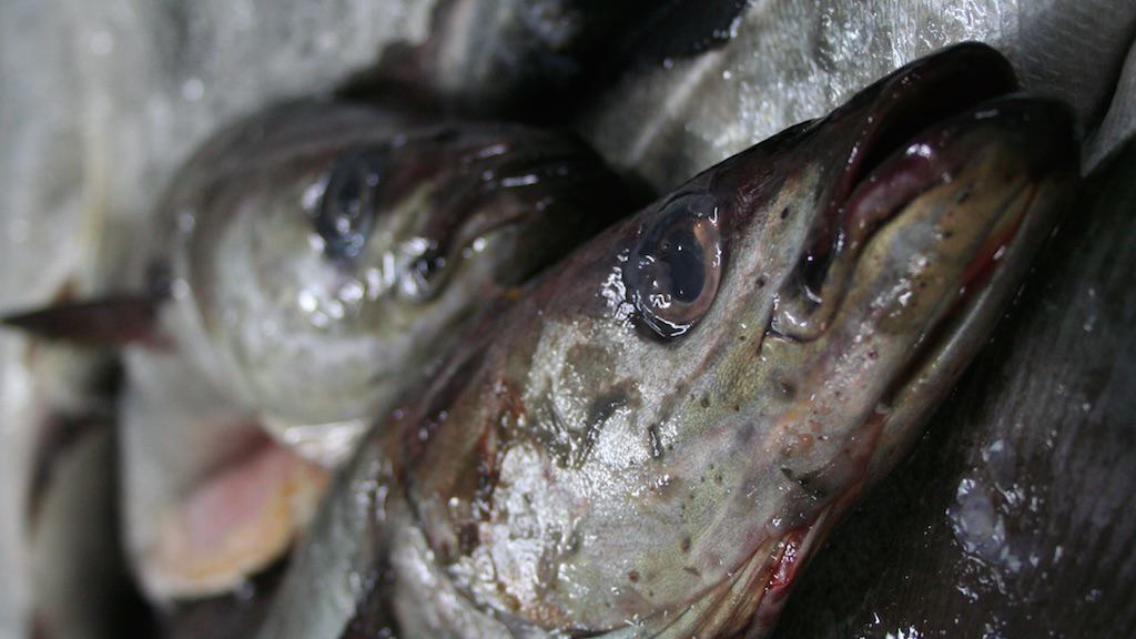 Read more about the article Positive 2023 advice for saithe and coastal cod