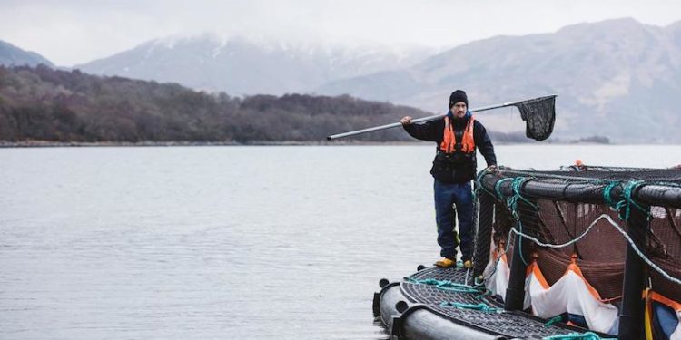 Scottish salmon farmers lead the way with transparent reporting - @ Fiskerforum