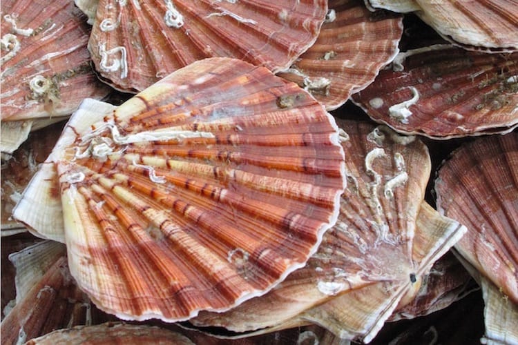 Read more about the article Baie de Seine’s record scallop stocks