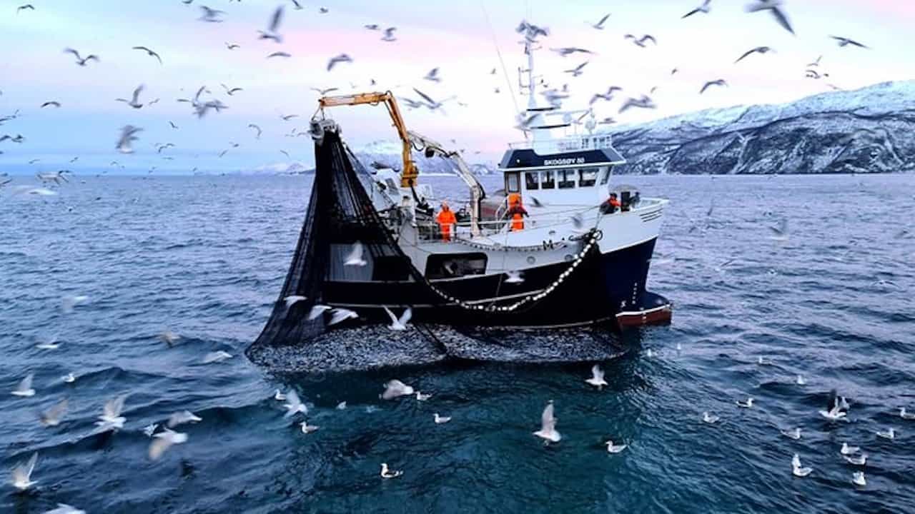 Read more about the article Sildelaget breaks NoK10 billion barrier