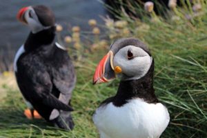 Action Plan to save sea birds.  Photo: Seabirds - European Commission - @ Fiskerforum