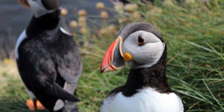 Action Plan to save sea birds.  Photo: Seabirds - European Commission - @ Fiskerforum