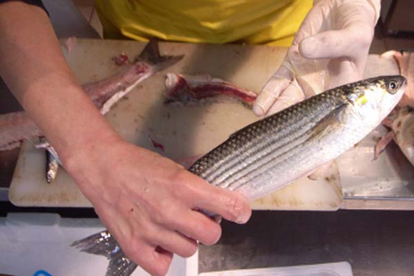 Read more about the article Damanaki launching new online market intelligence tool for fisheries