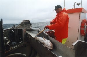 Inshore fishing for cod - @ Fiskerforum