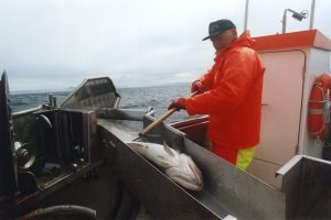 Inshore fishing for cod - @ Fiskerforum