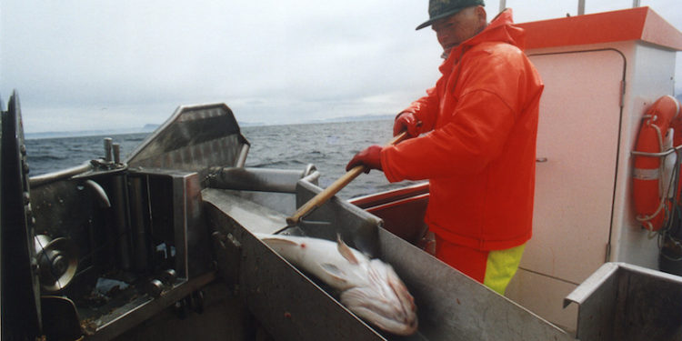 Inshore fishing for cod - @ Fiskerforum