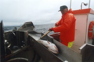 The coastal fishery plays a key role in the supply of fresh fish - @ Fiskerforum