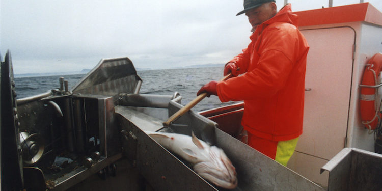 The coastal fishery plays a key role in the supply of fresh fish - @ Fiskerforum