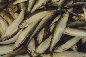 ICES recommends a zero quota for next year's western baltic herring fishery - @ Fiskerforum