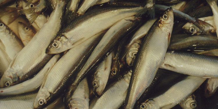 ICES recommends a zero quota for next year's western baltic herring fishery - @ Fiskerforum