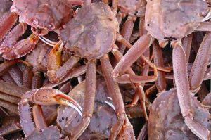 The MSC has suspended certification for the Southern Gulf of St. Lawrence snow crab fishery - @ Fiskerforum