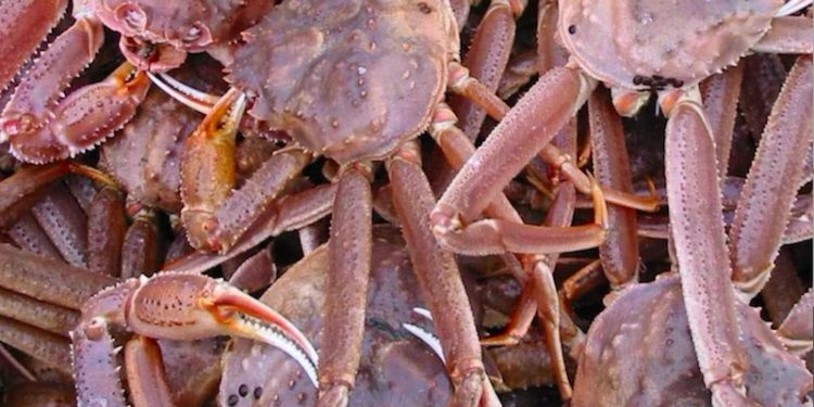 The MSC has suspended certification for the Southern Gulf of St. Lawrence snow crab fishery - @ Fiskerforum