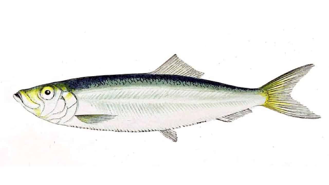 Read more about the article Sprat spawn in Icelandic waters
