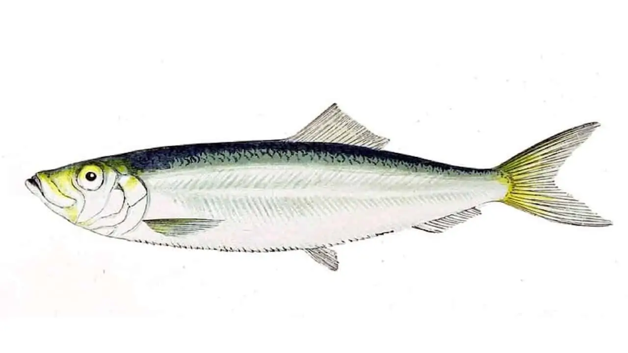 Read more about the article Sprat spawn in Icelandic waters