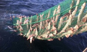 Cornish Fishermen Leading the Way to Change Nonsensical EU Spurdog Management.  Photo: Spurdog - Cornish Fishermen - @ Fiskerforum