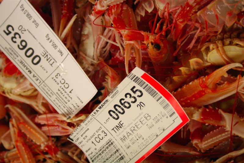 Read more about the article Atlantic langoustine initiative