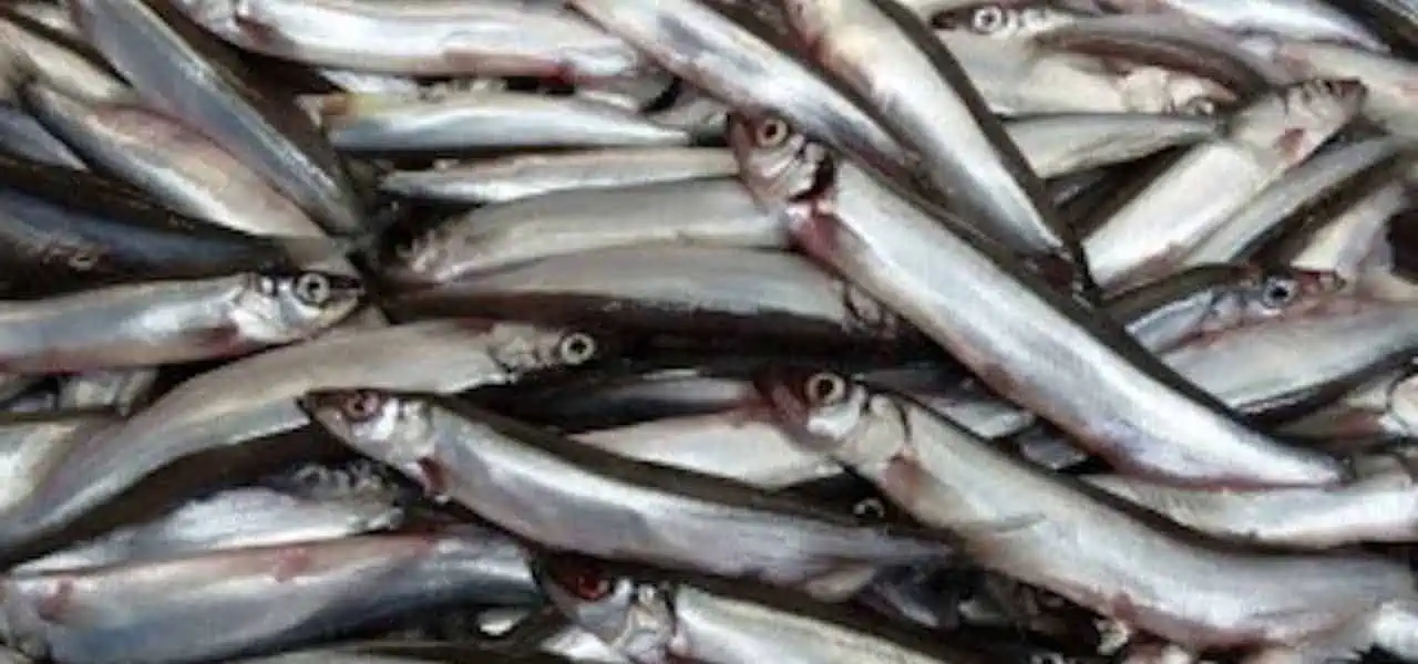 Read more about the article Iceland’s capelin survey gets underway