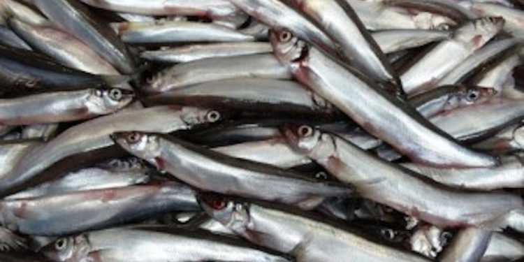 Iceland’s capelin fishery will not be taking place this year. Image: SVN - @ Fiskerforum