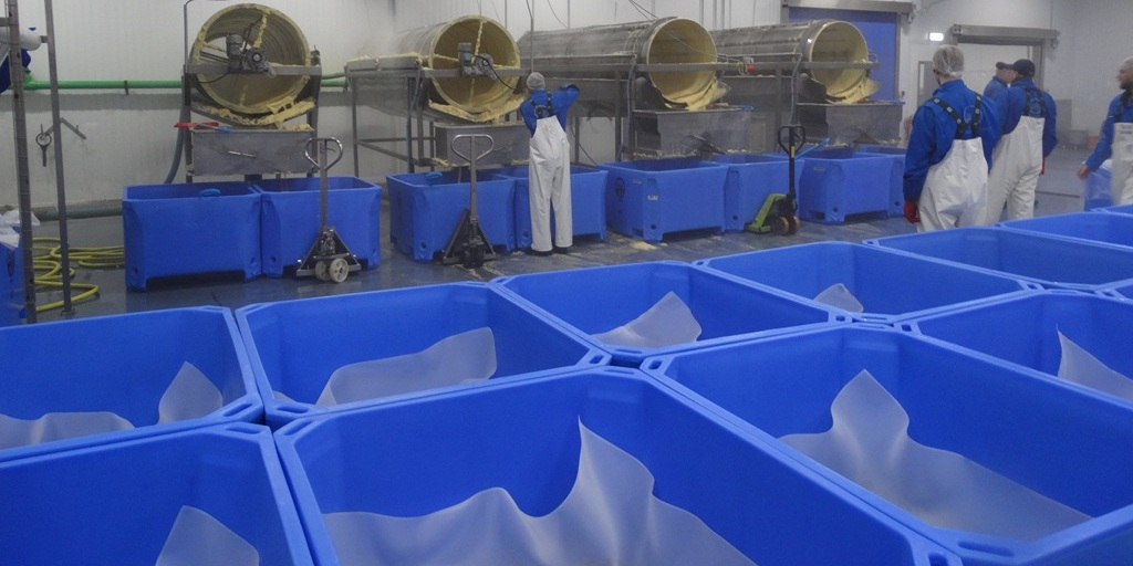 Read more about the article Capelin roe production ready to start