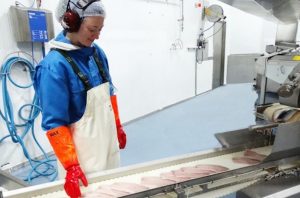 Herring fillet production - @ Fiskerforum