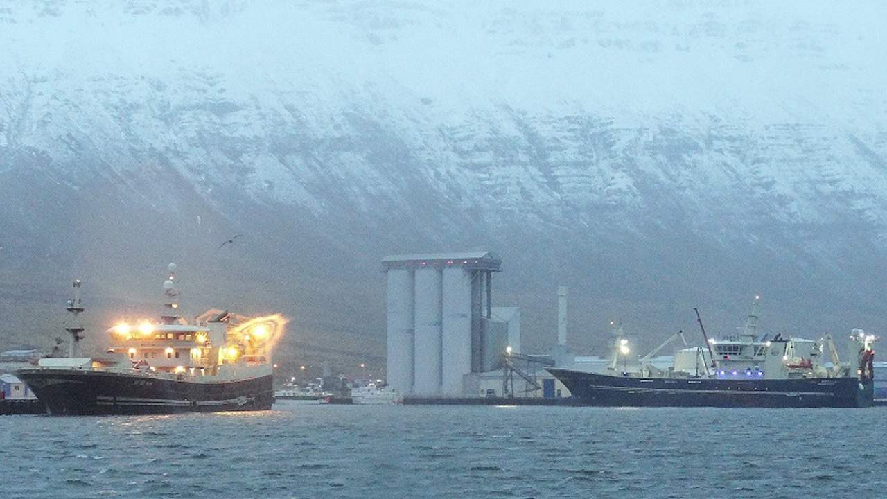 Read more about the article Last blue whiting of the year