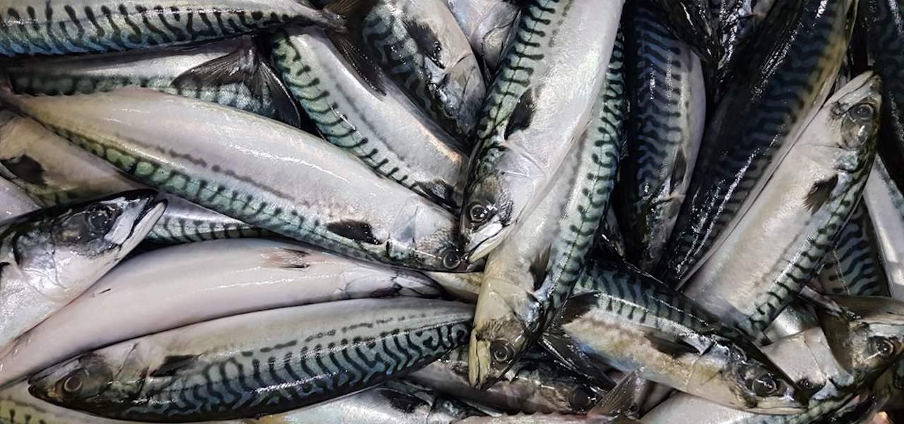 Strong mackerel season in progress FiskerForum