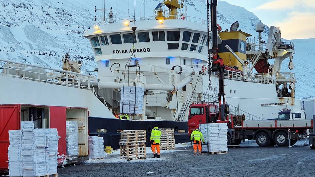 Read more about the article First capelin landing in almost three years