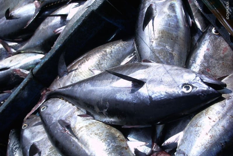 Read more about the article Bluefin gaining strength