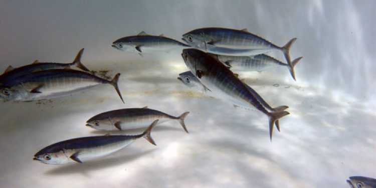 Tuna - @ Fiskerforum