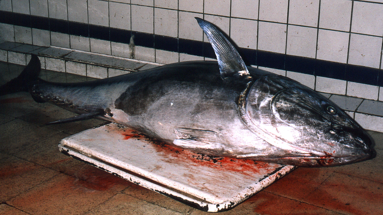 Read more about the article Cepesca calls for court action on illegal bluefin trade