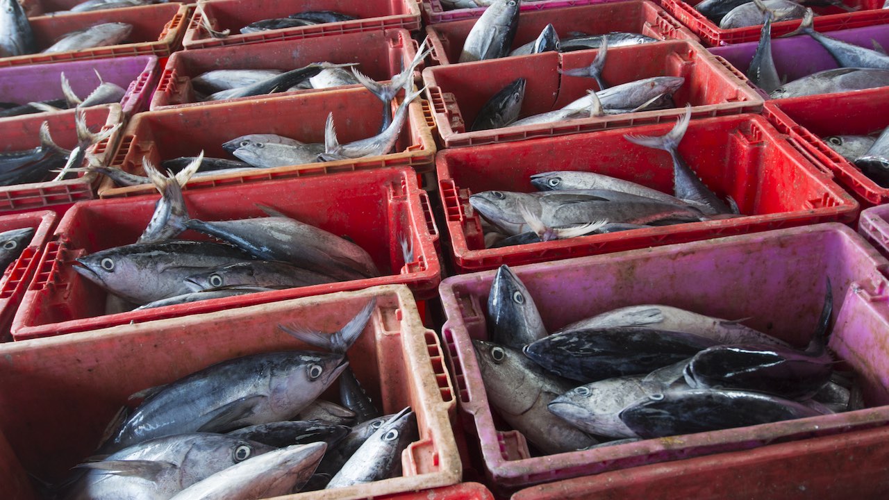 Read more about the article Sounding the alarm on tuna imports under EU-Thailand FTA