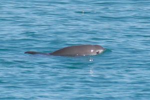 Fewer than 30 vaquita are thought to survive - @ Fiskerforum